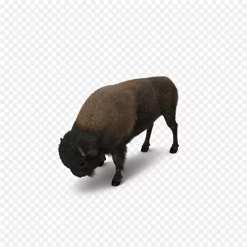 美洲野牛食草犬繁殖-美洲野牛放牧
