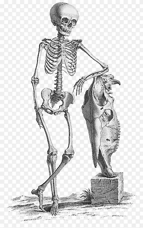 外科解剖医学骨骼人体骨骼万圣节骨骼png文件