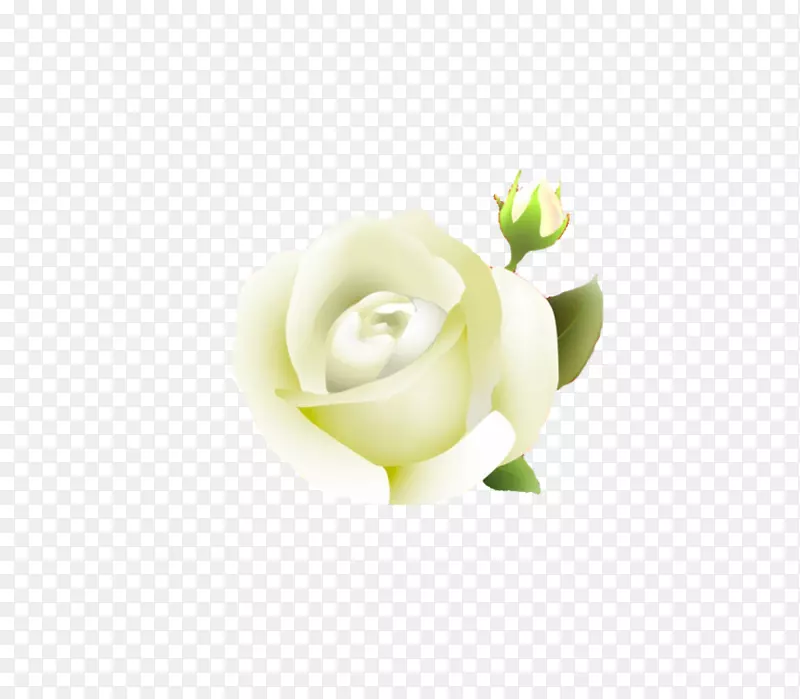 玫瑰剪贴画-白玫瑰PNG剪贴画