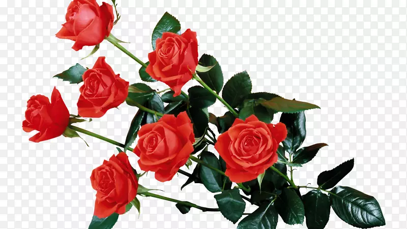 玫瑰花夹艺术-红玫瑰透明PNG