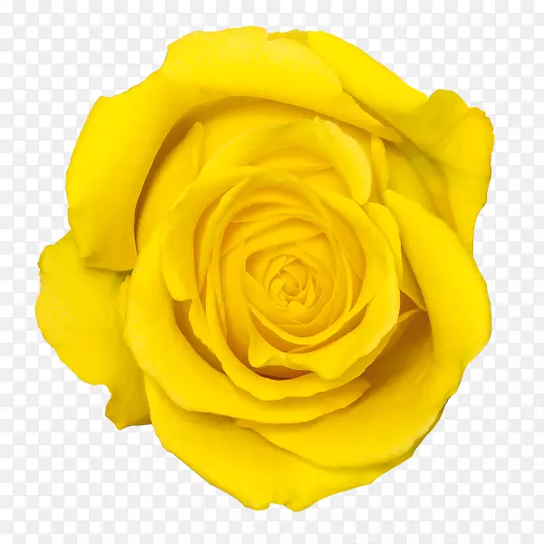 黄玫瑰花-黄玫瑰透明PNG
