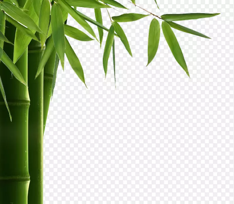 服装健康小说长裤-竹叶PNG HD