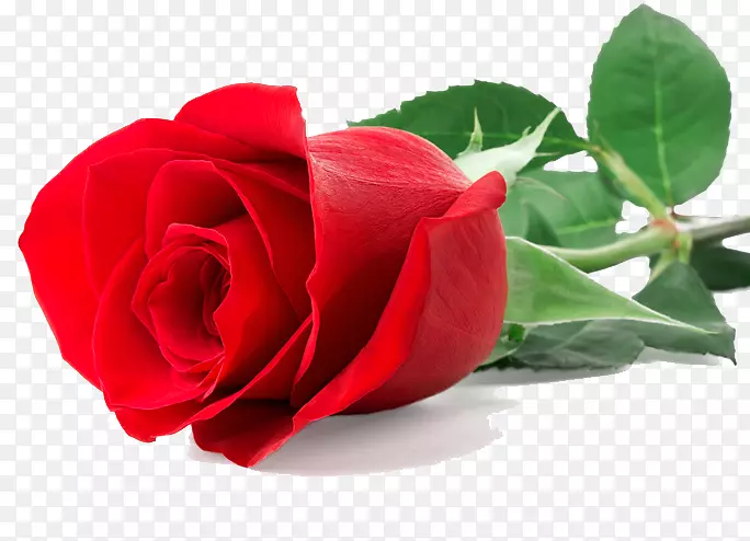 玫瑰红色摄影花-单瓣红玫瑰