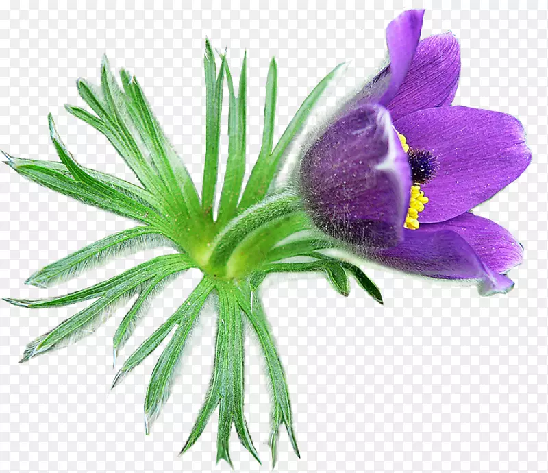 白头翁专利花雪滴博客剪贴画紫色番红花