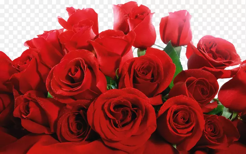 玫瑰红高清视频壁纸-红玫瑰