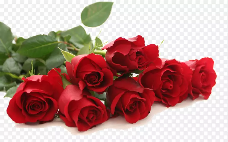 玫瑰红花墙纸-红玫瑰PNG免费下载