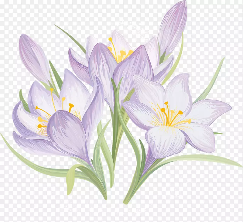 绘画插花艺术-紫色番红花