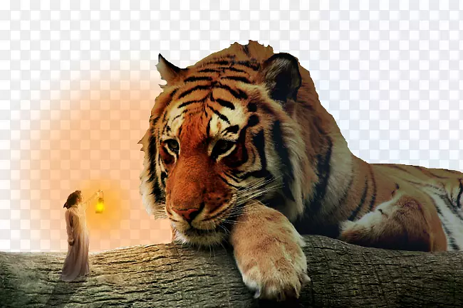 虎兽宁波青年动物园-美丽与野兽