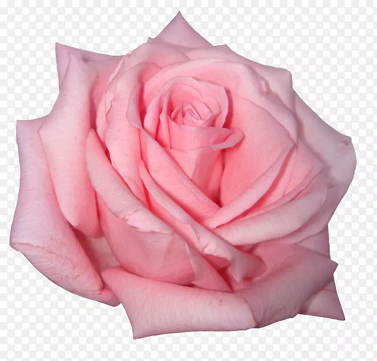 玫瑰粉红色花朵-粉红色玫瑰PNG图像