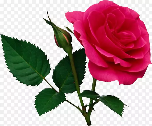 玫瑰剪贴画-粉红色玫瑰PNG文件