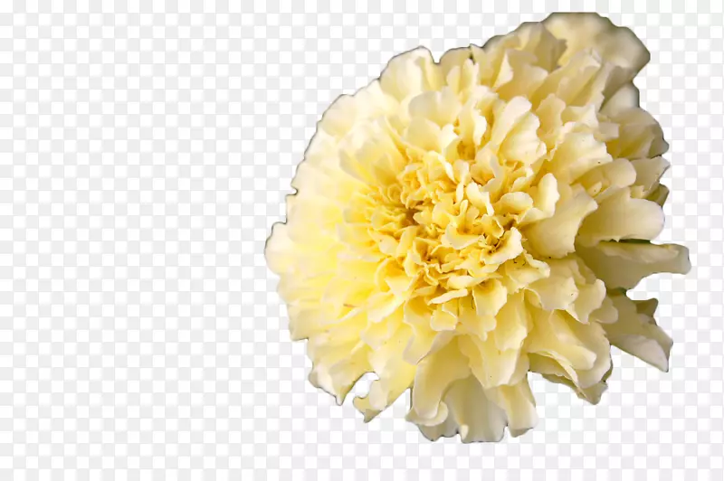 墨西哥万寿菊，金盏菊，金盏花，一年生植物-白色万寿菊