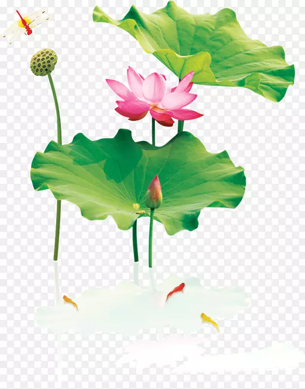 Nelumbo nucifera水墨画下载-莲花