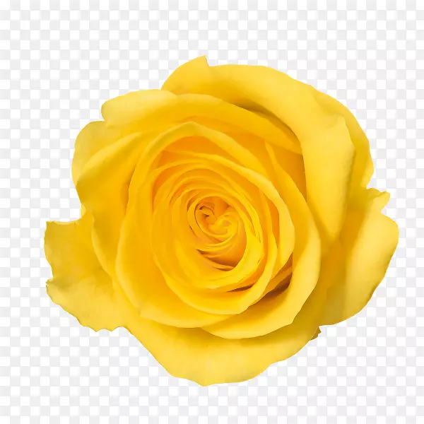 玫瑰色-黄玫瑰PNG图像
