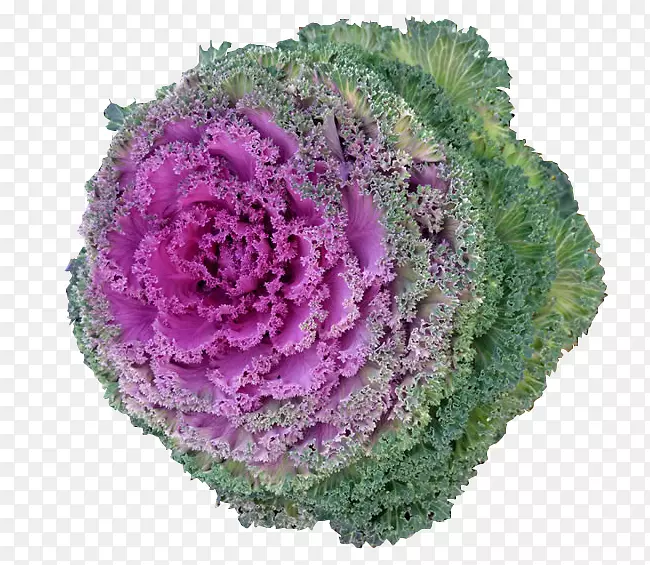 甘蓝花椰菜素菜蔬菜-新鲜甘蓝的高清晰度图像