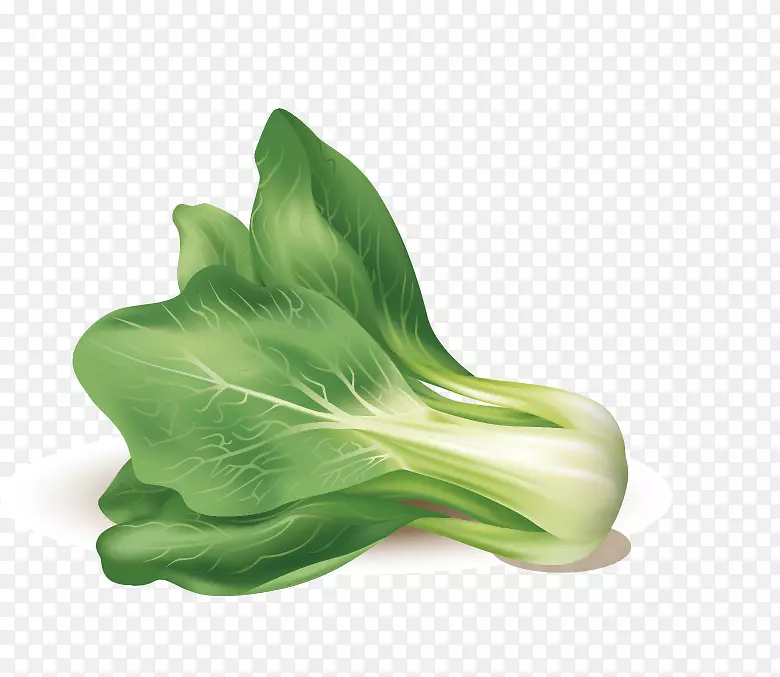 叶蔬菜载体-卷心菜