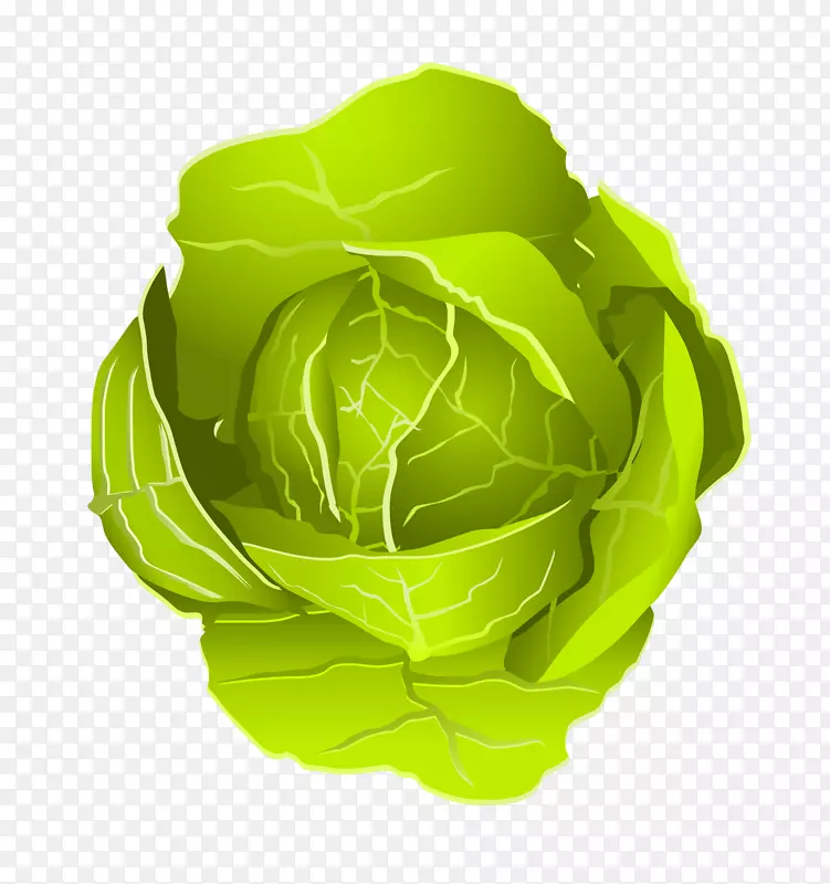 蔬菜卷心菜插图-卷心菜