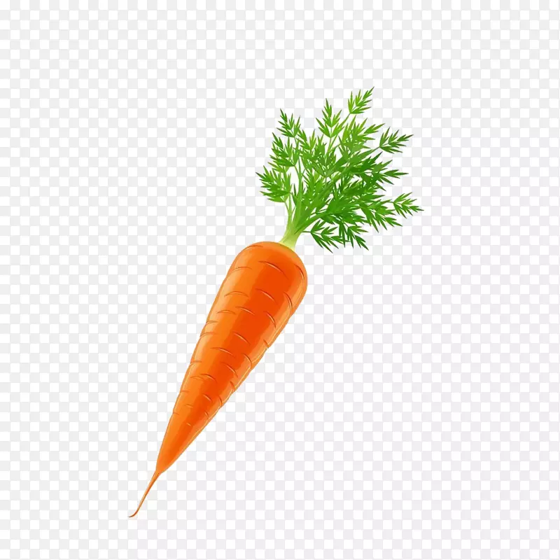 蔬菜胡萝卜载体-胡萝卜
