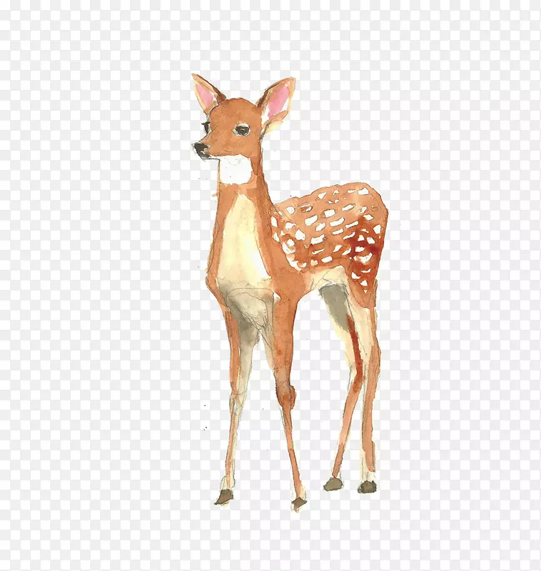 鹿海报水彩画插图-水彩画鹿