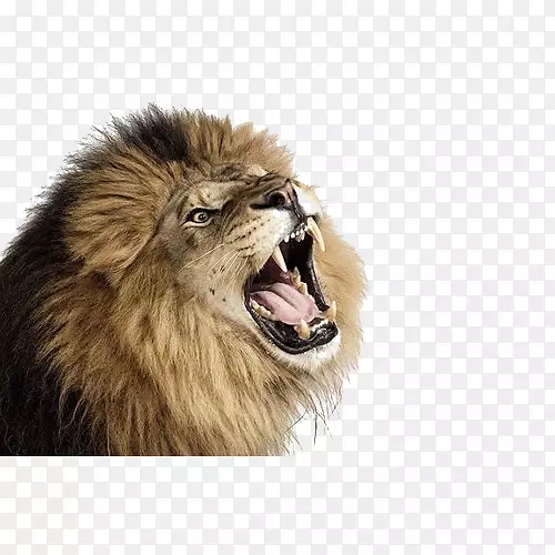 狮猫吼狮