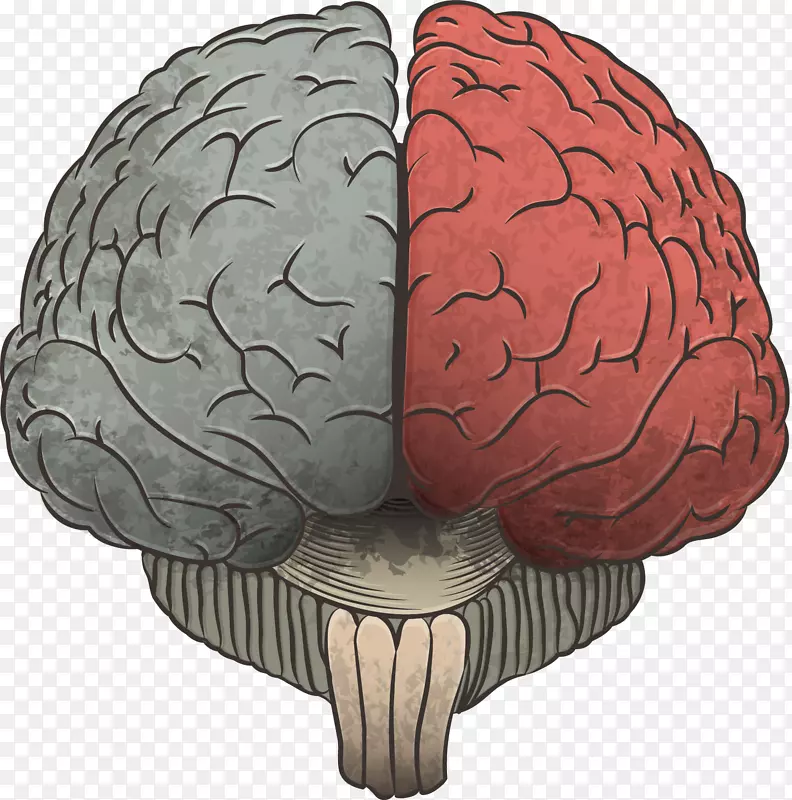 大脑信息绘图手绘大脑