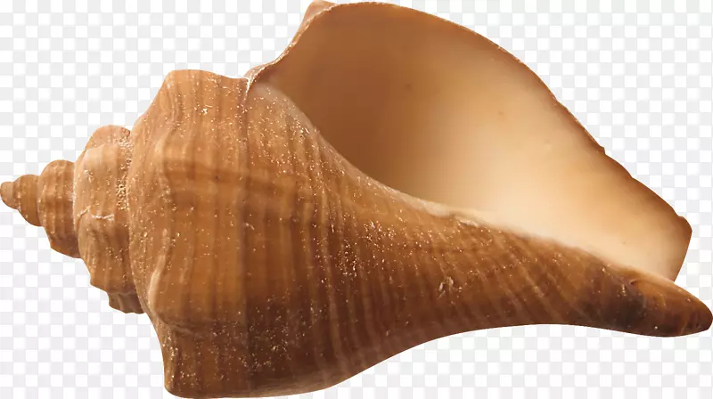 山哈海螺学-海螺