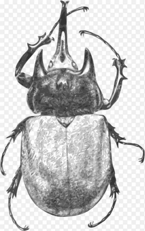 黑白媒介甲虫