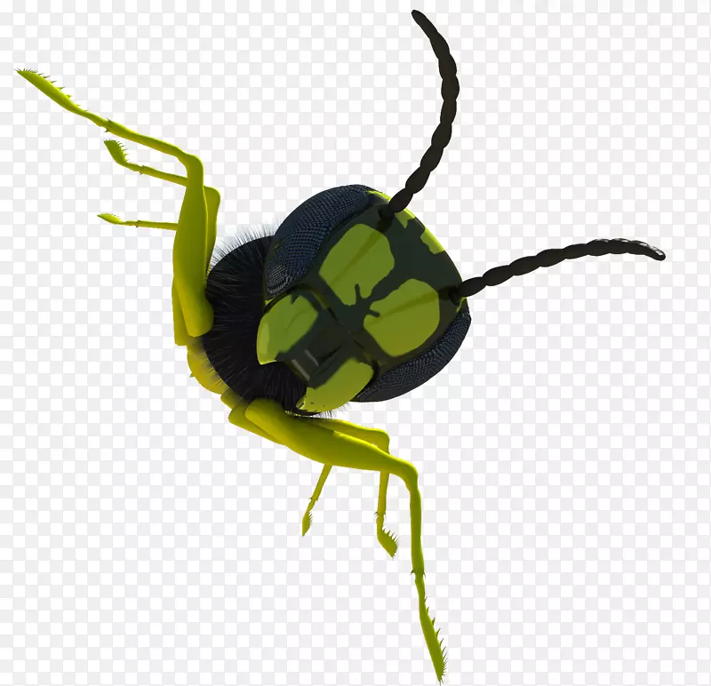 甲虫象鼻虫下载-绿甲虫