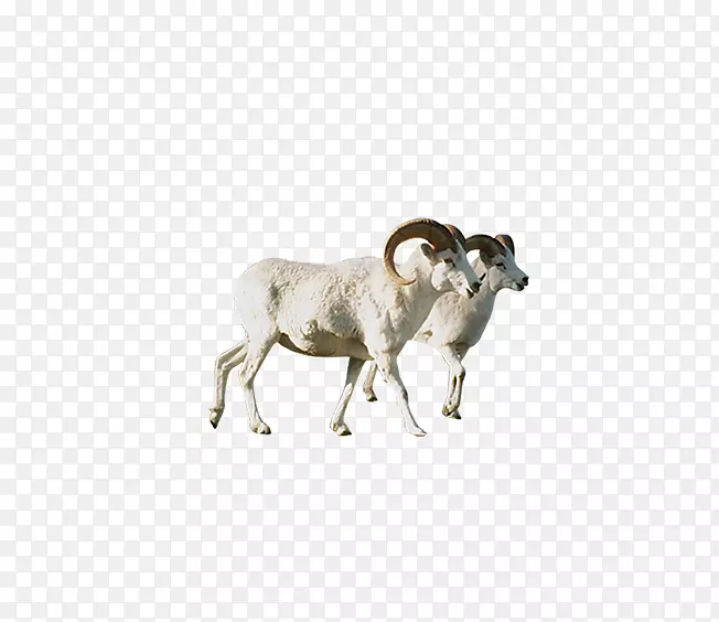 羊腿动物-白羊座