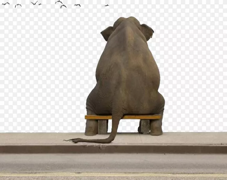 象海豹幽默4k分辨率-孤独的大象
