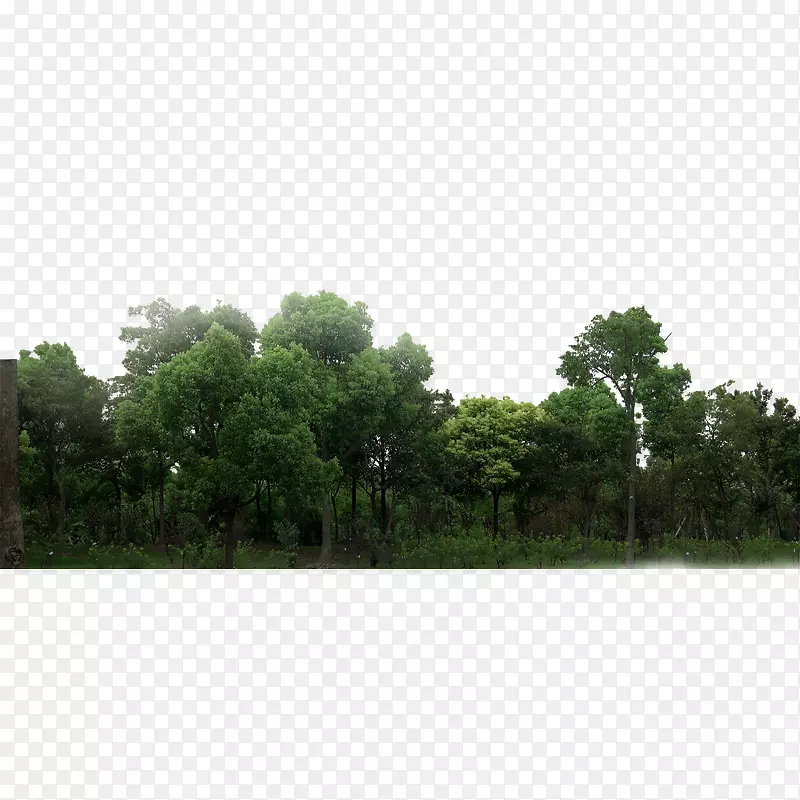 宁静清晨的森林风景PNG图片素材下载_图片编号120972-PNG素材网