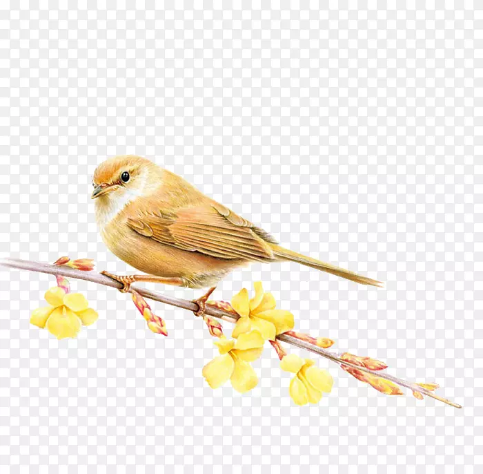 鸟家金丝雀色铅笔季节夏季麻雀PNG图片素材下载_图片编号120445-PNG素材网