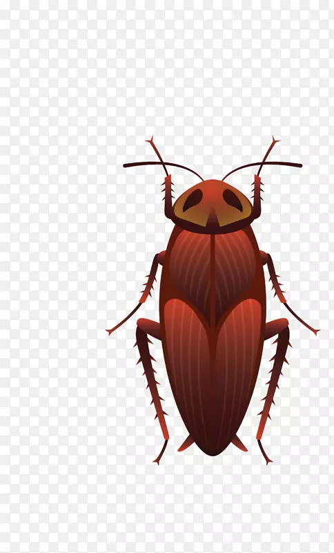 昆虫翅蟑螂蜂蝶-媒介红蟑螂害虫