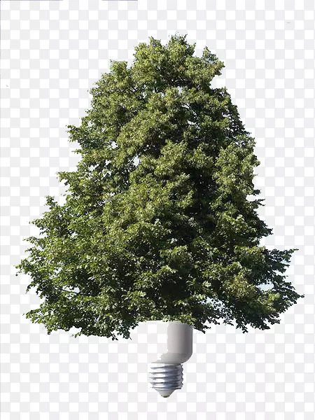 节能云杉可再生能源-创新型节能树种