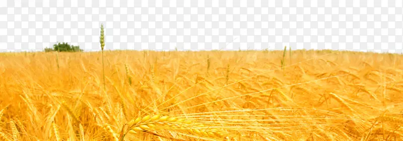小麦稻田-金色麦田燕麦