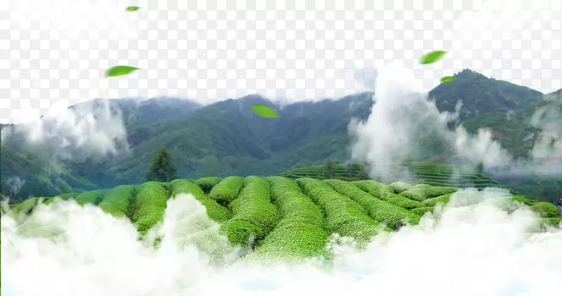 绿茶文化-绿茶