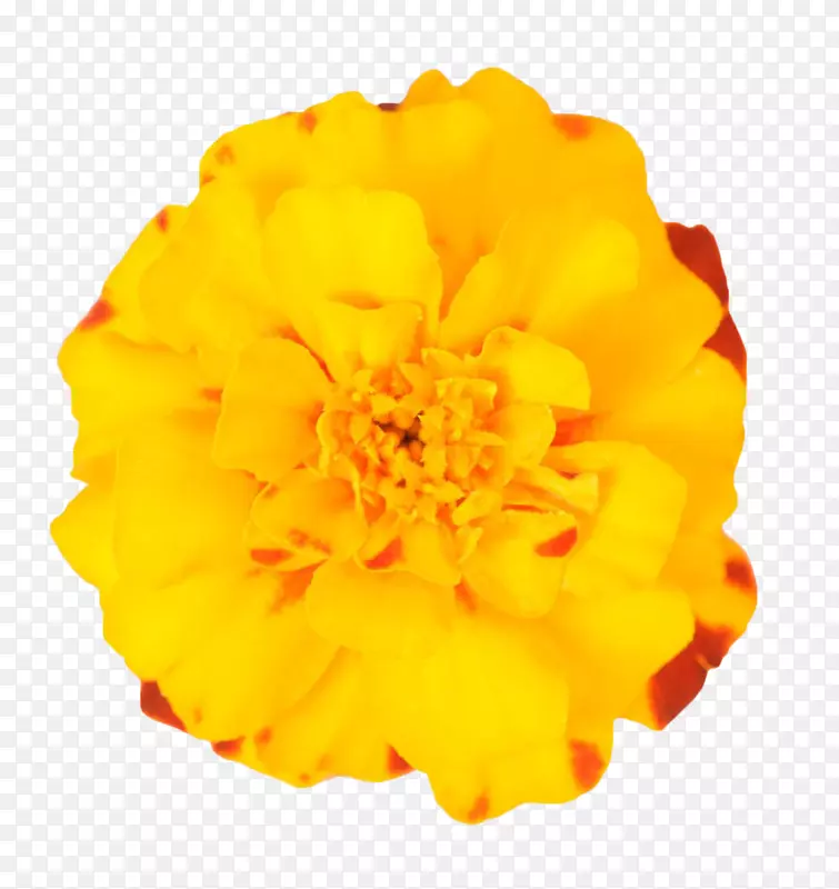 墨西哥万寿菊花植物-黄色万寿菊