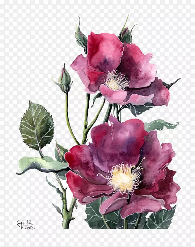 水彩画牡丹花插图.水彩红牡丹