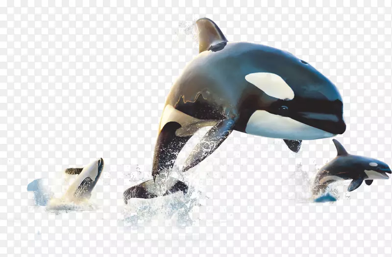 家庭影院视频放映机发光二极管hdmi海豚
