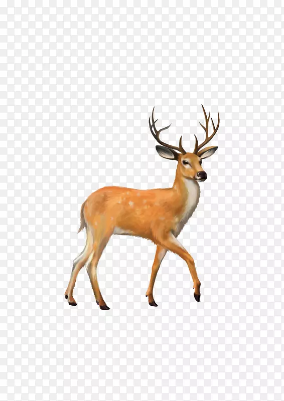 白尾鹿，骡子，鹿，艺术鹿