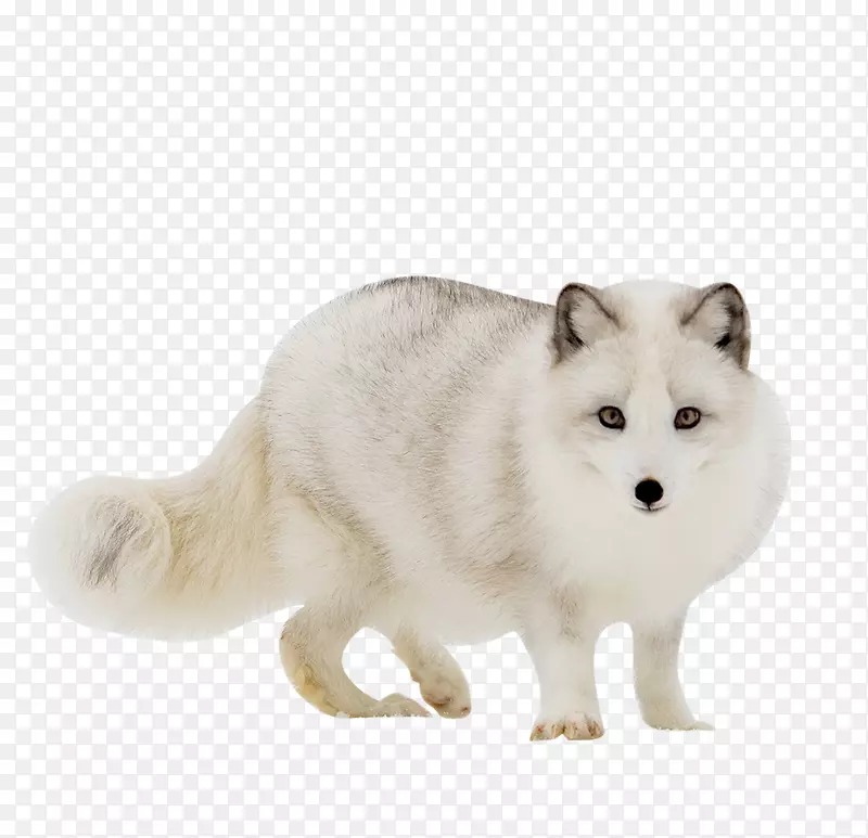 北极狐红狐灰狼-可爱的白狐