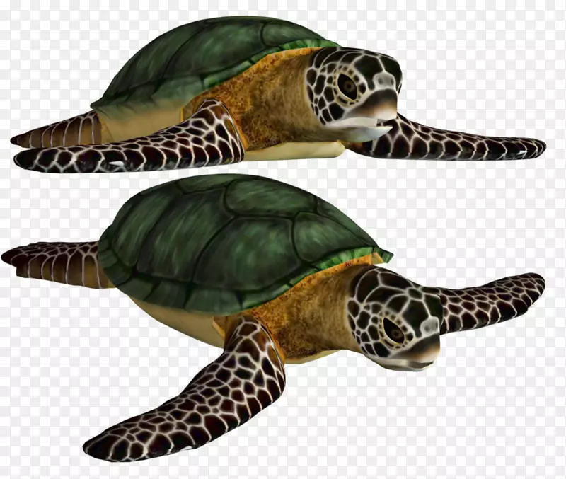 海龟-绿海龟壳