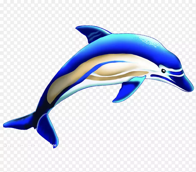 普通宽吻海豚短喙普通海豚图库溪野生虎鲸3D蓝鲸