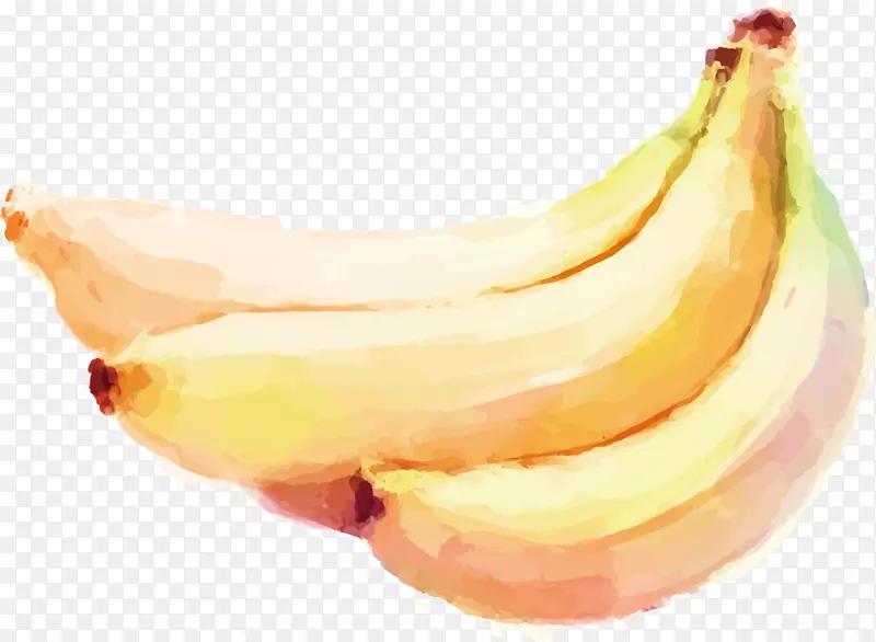 水彩画奥格里斯香蕉蔬菜-香蕉