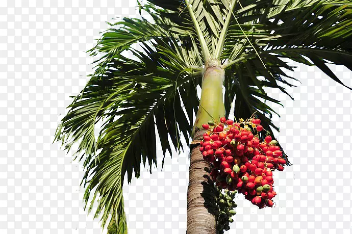 枣树、槟榔科树-棕榈树上的红色棕榈树