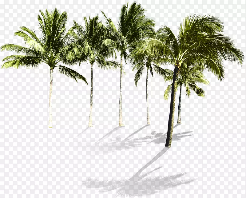 槟榔科沙滩树壁纸-热带椰树林
