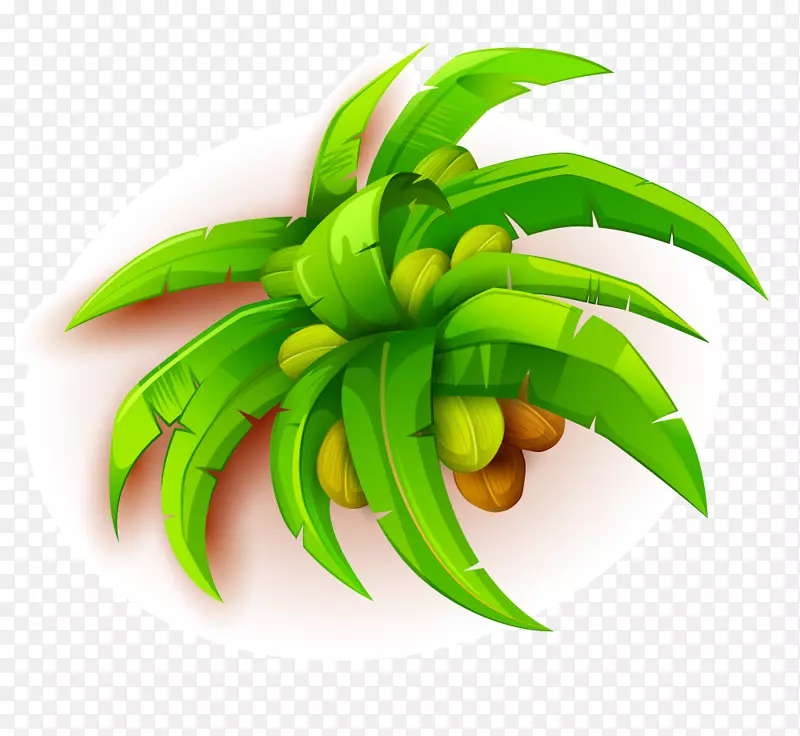椰子树-椰子果