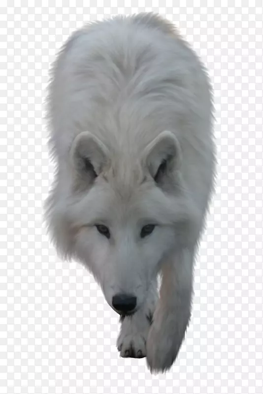 北极狼夹艺术-白狼