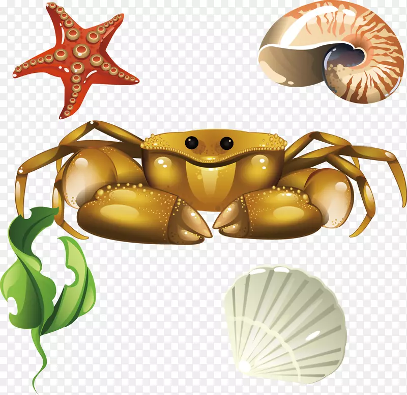 螃蟹贝壳螺旋珊瑚壳贝壳