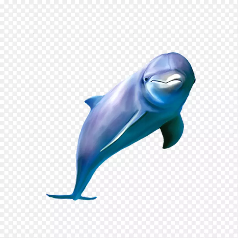 普通宽吻海豚图库溪条纹海豚普通海豚