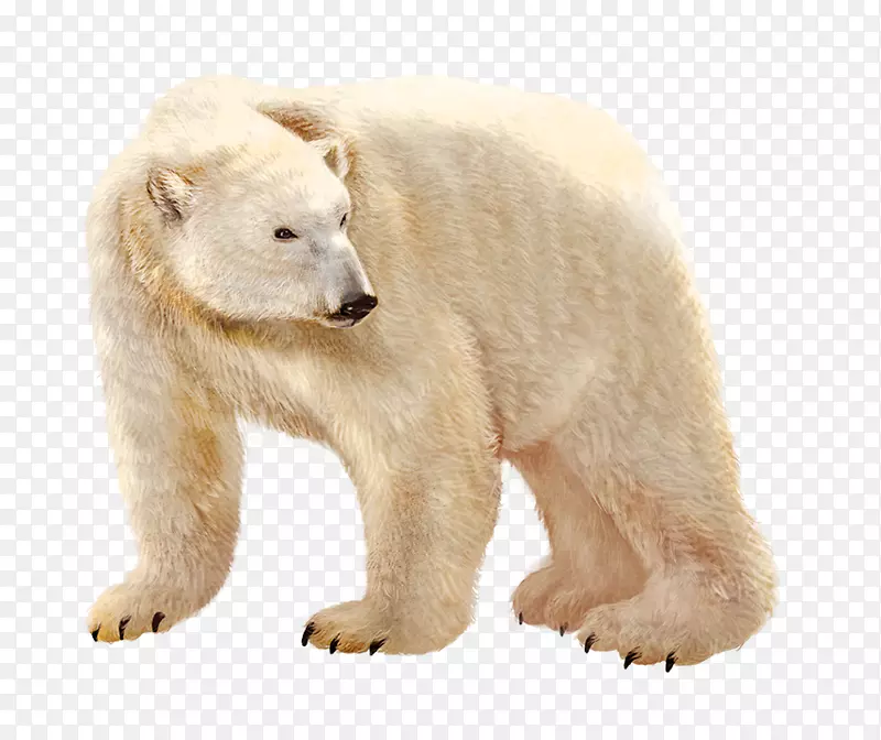 北极熊棕熊插图-北极熊